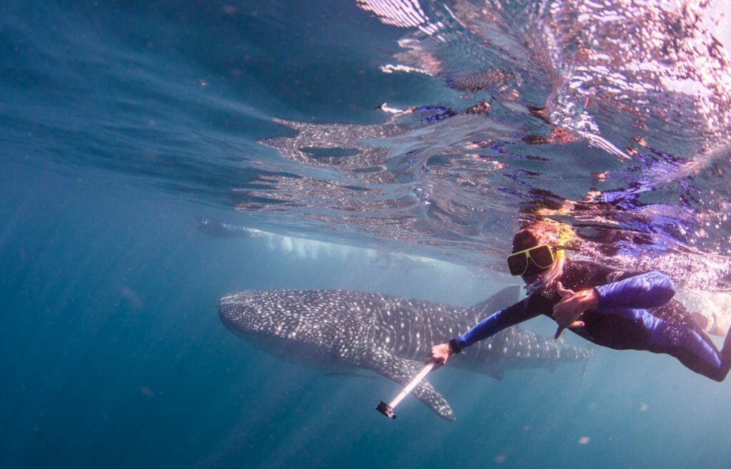 Requin Baleine à Coral Bay, WA