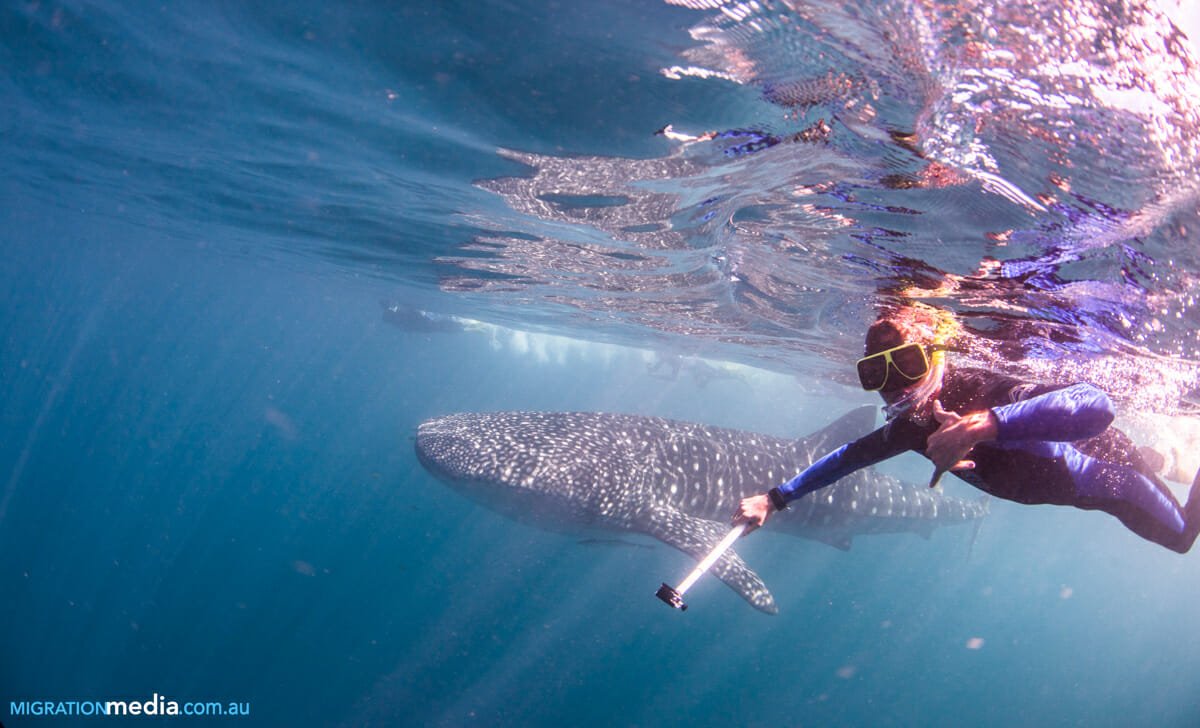 cote ouest requin baleine