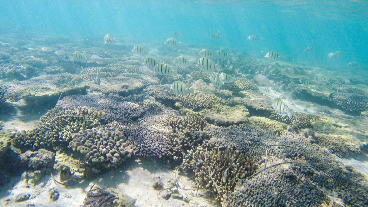 snorkelling ouest australie