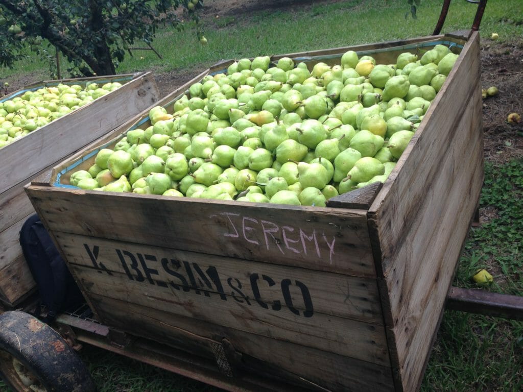 Fruitpicking travailler en australie Fruitpicking travailler en australie