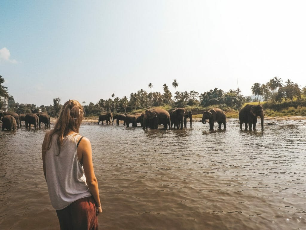 Voyage elephant sri lanka