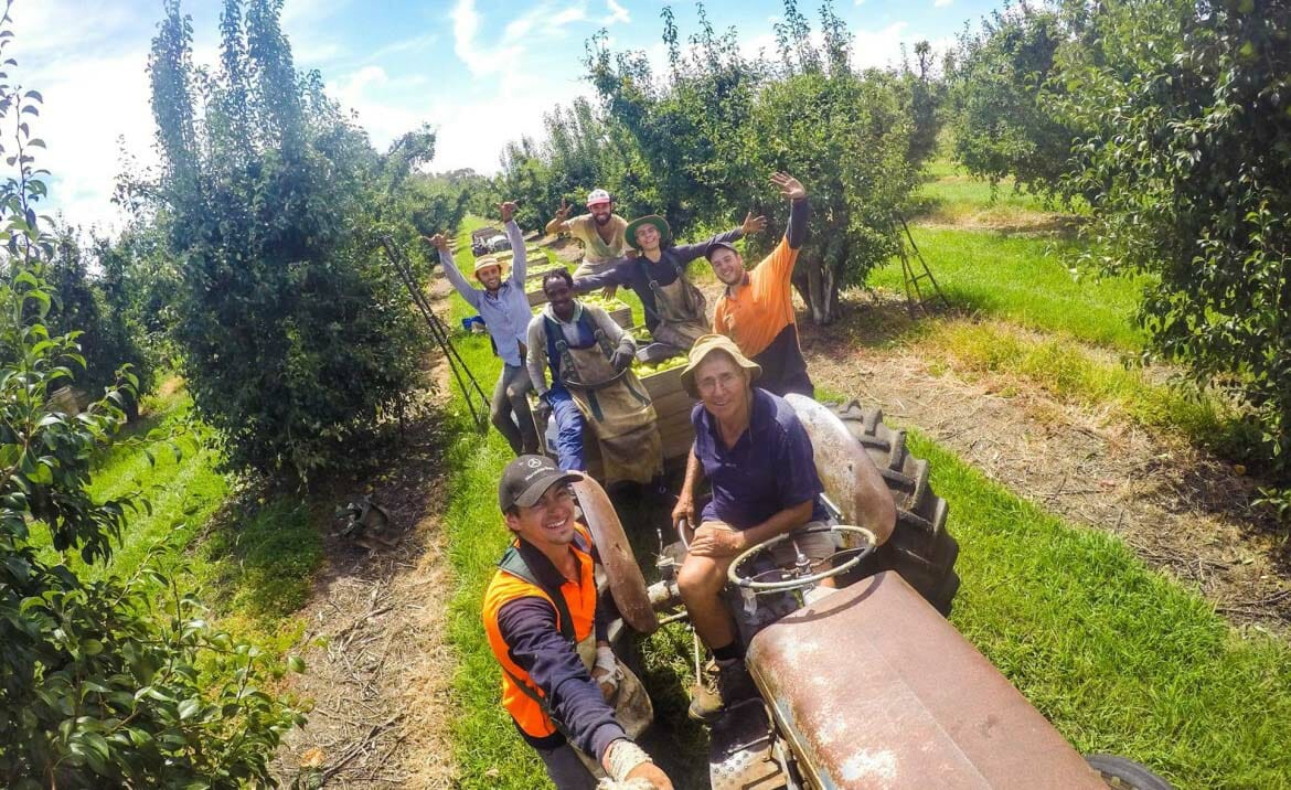 travailler en australie fruit picking