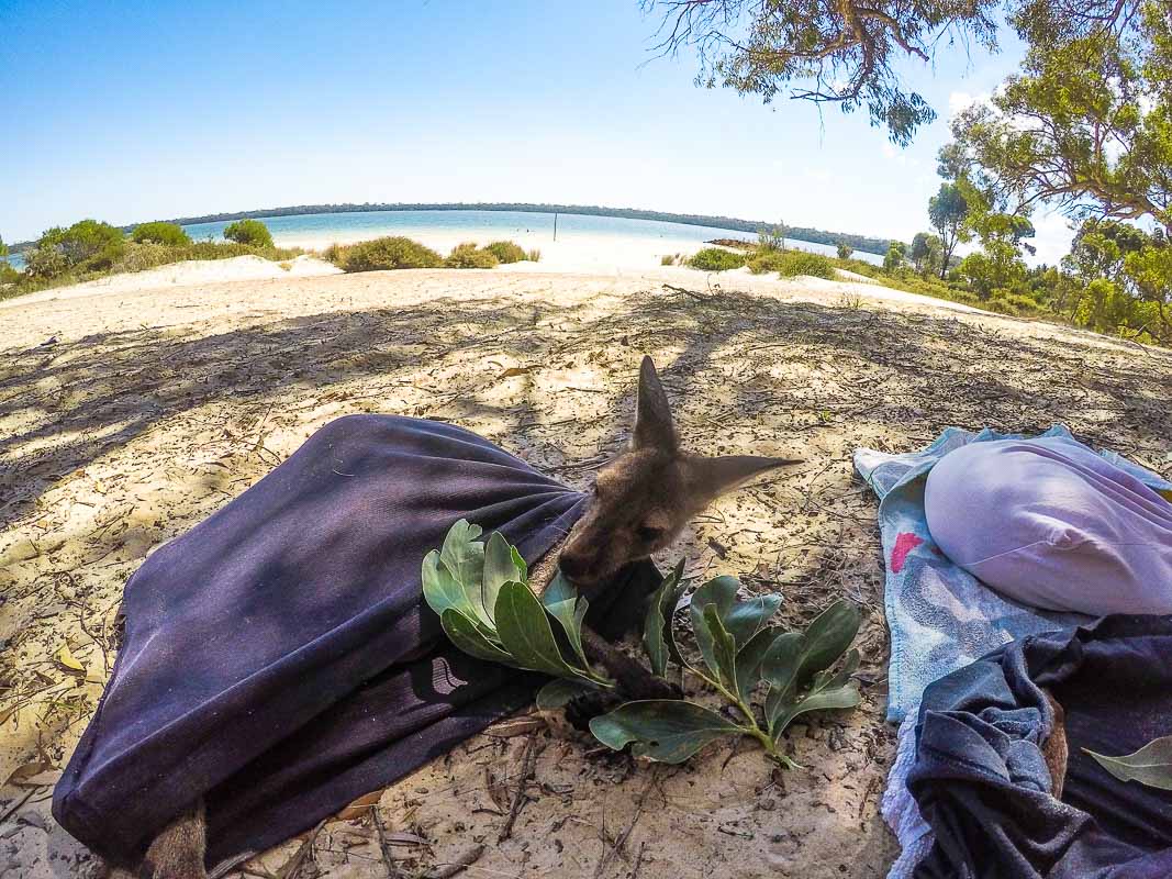 vivre en australie helpx kangourous