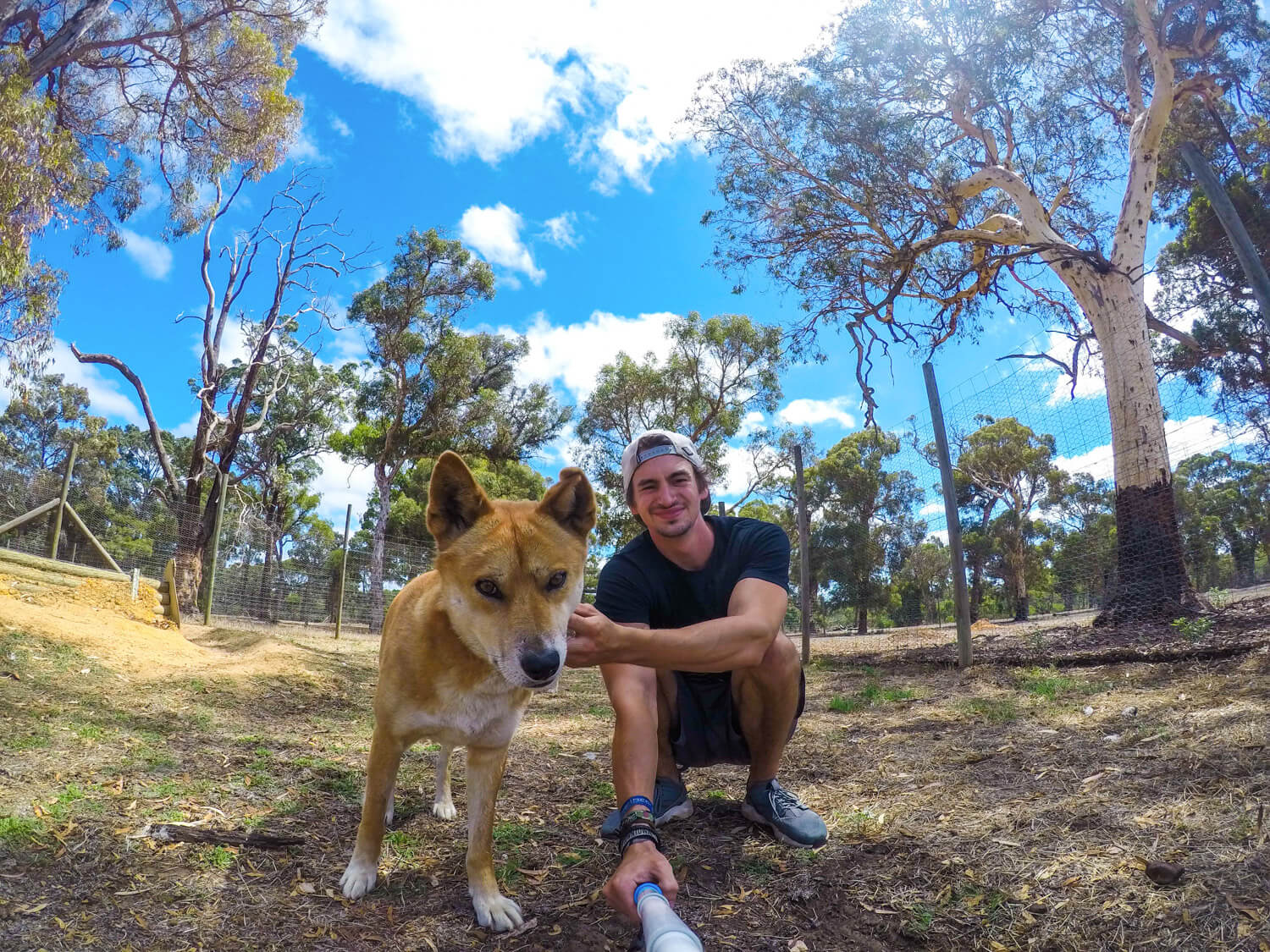 helpx australie dingo