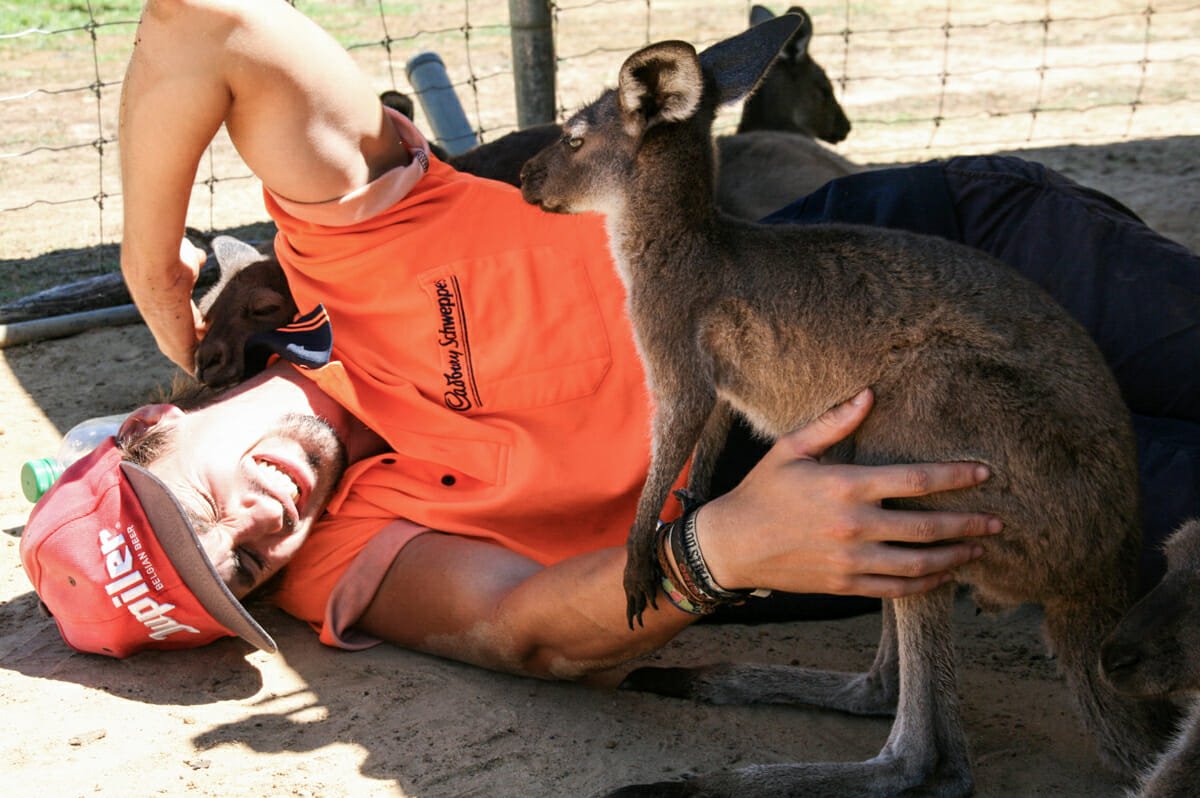 helpx-australie-kangourou