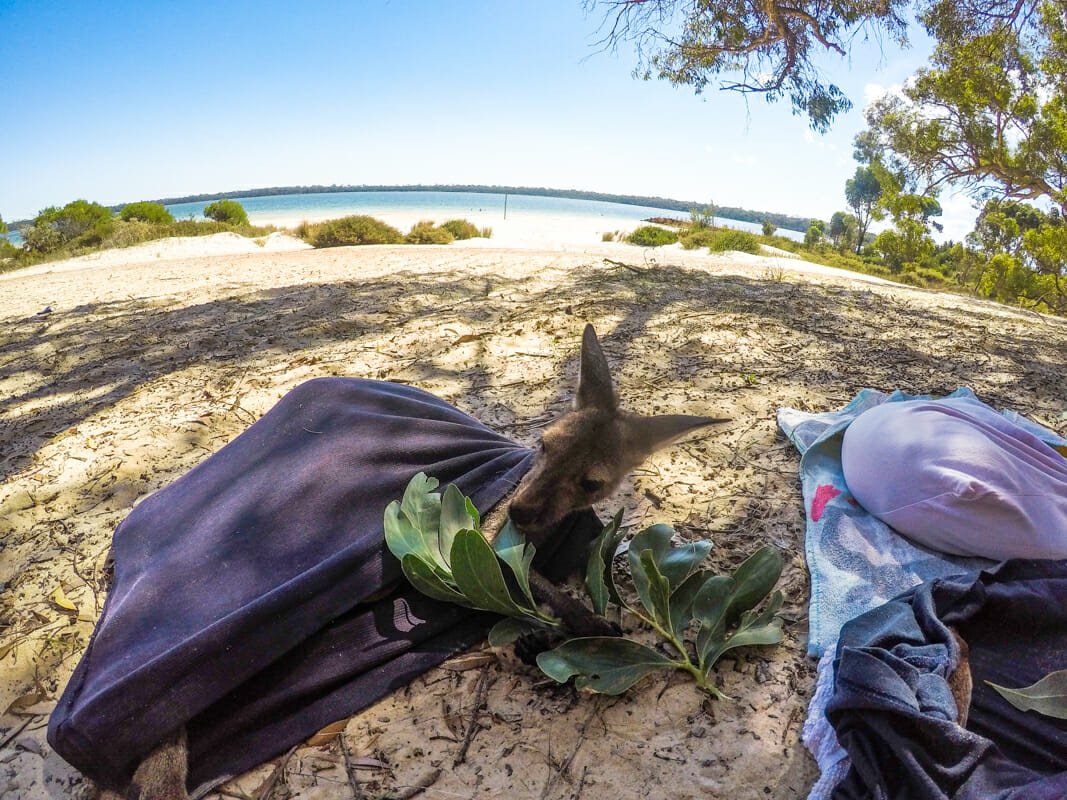 helpx australie Lola plage