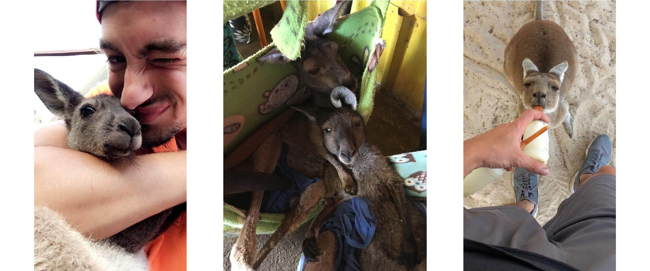 helpx kangourou perth