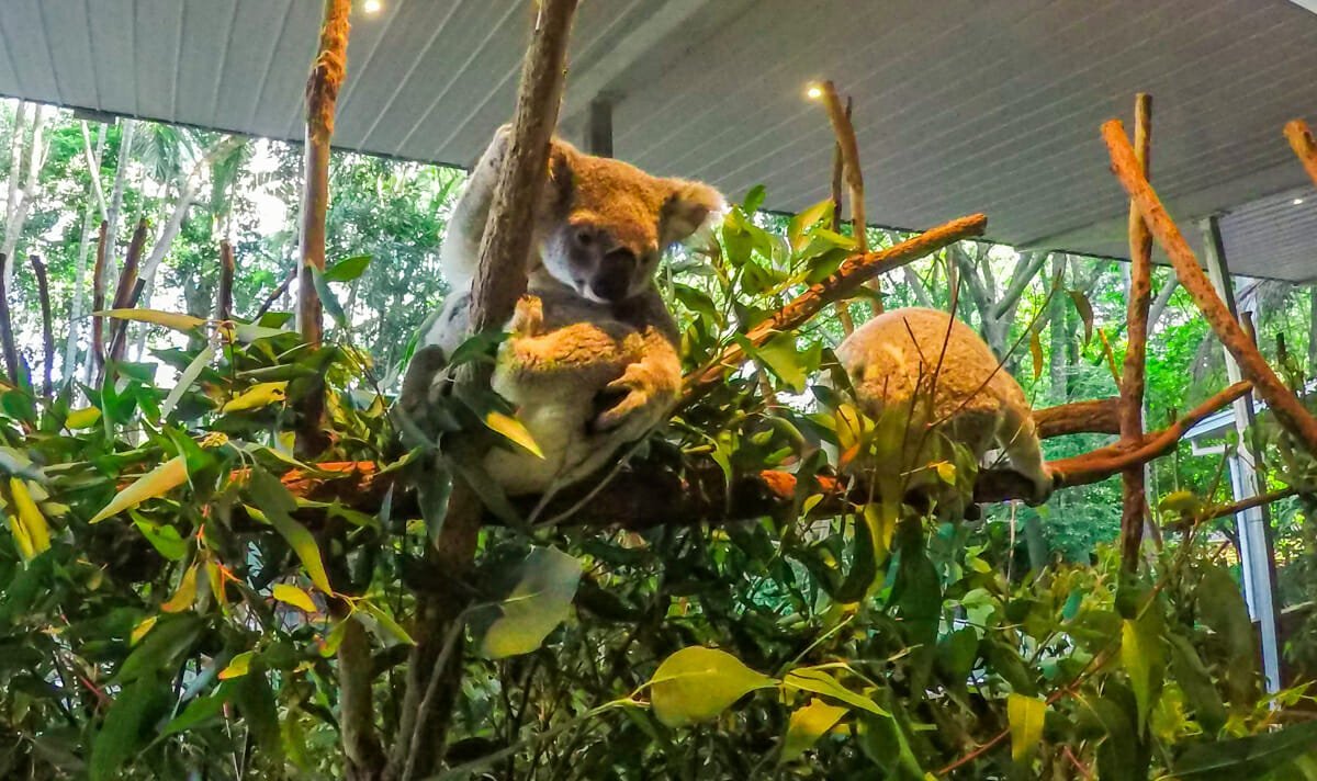 Cote Est Australie Koala Lone brisbane Cote Est Australie Koala Lone brisbane