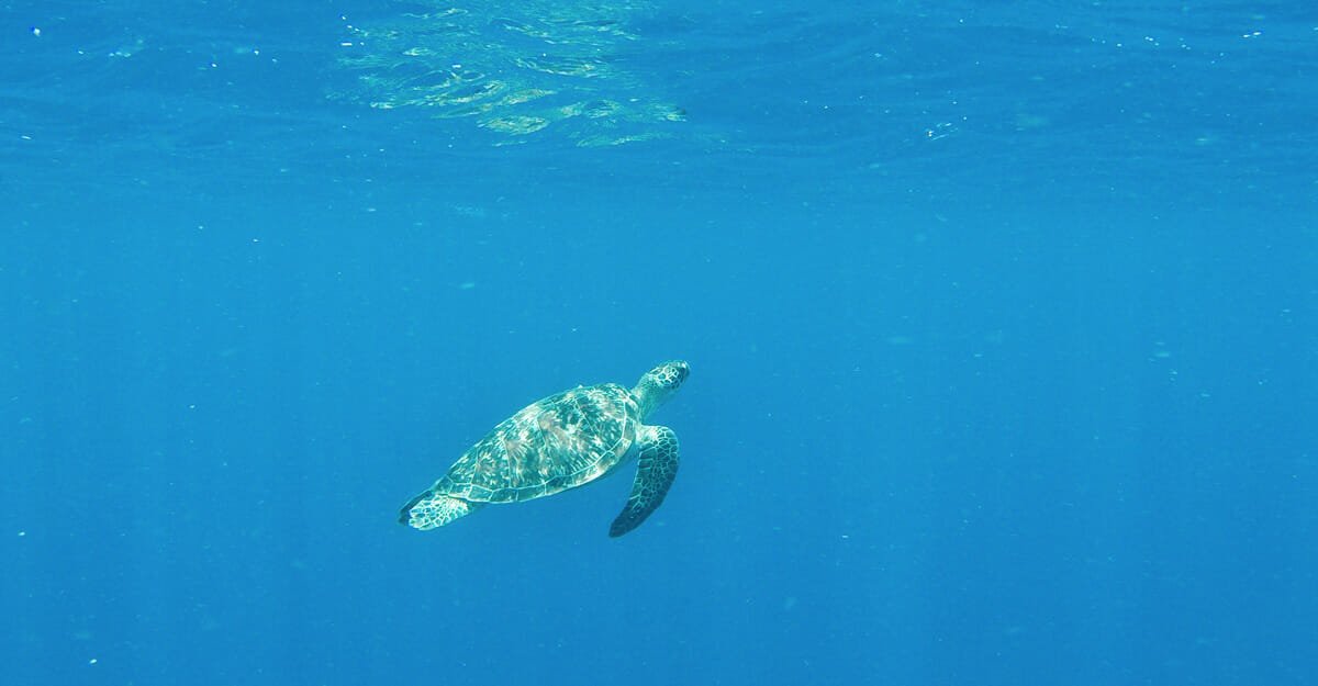 snorkelling-gili-air-bali snorkelling-gili-air-bali