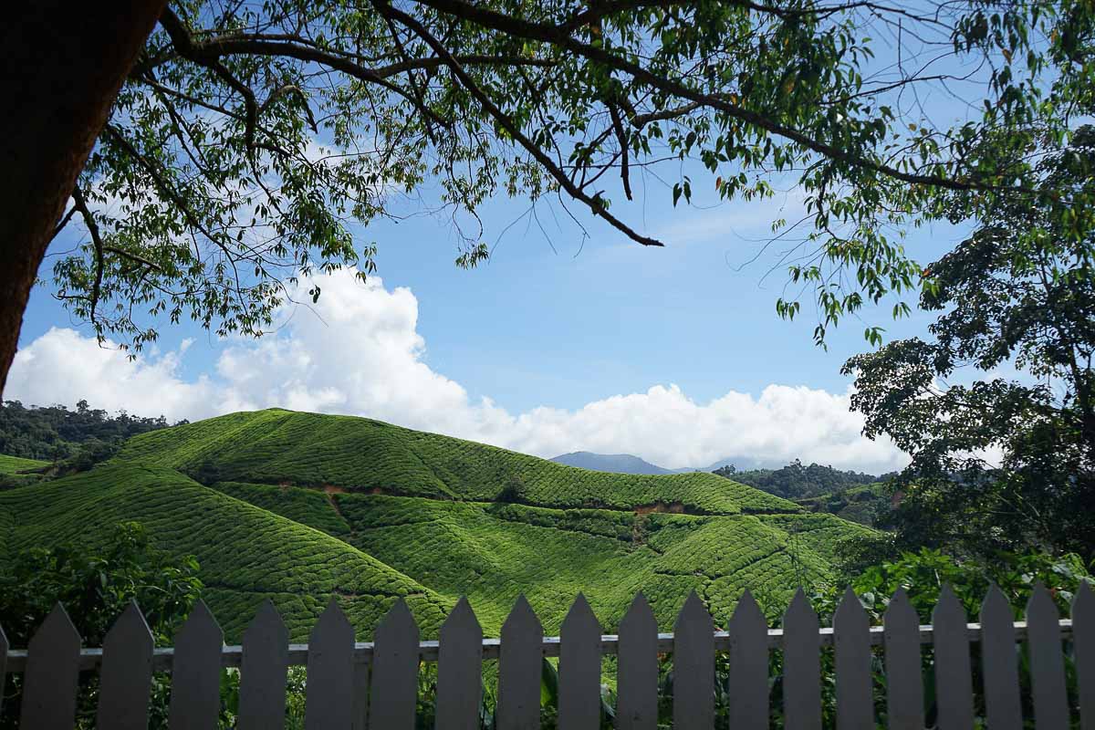 boh the camerong highlands malaisie boh the camerong highlands malaisie