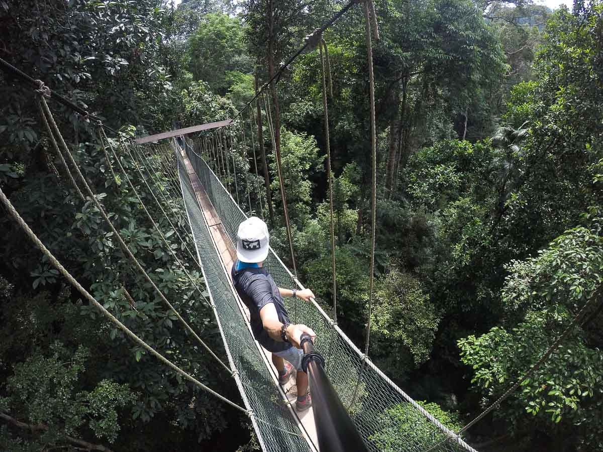 canopy walkway taman negara canopy walkway taman negara