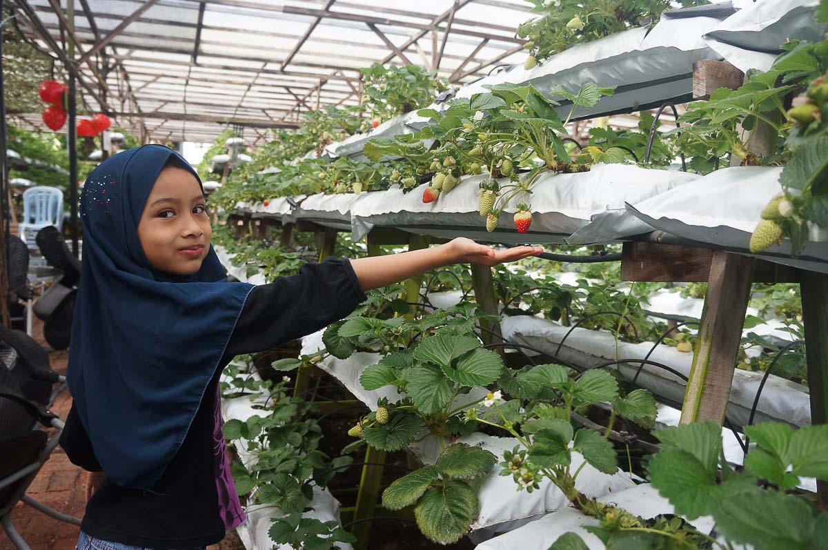 ferme fraise cameron highlands ferme fraise cameron highlands
