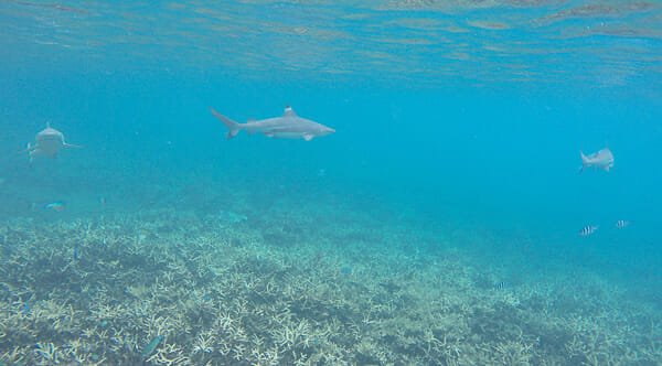 ile perhentian malaisie plongee requin ile perhentian malaisie plongee requin