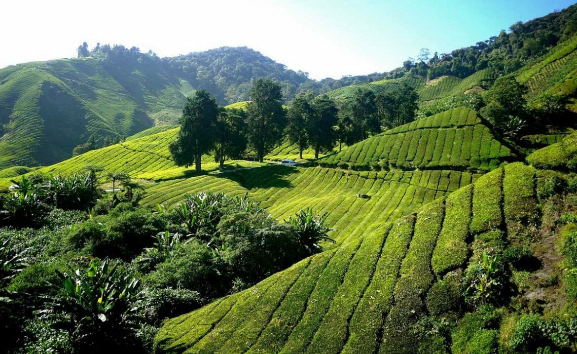 plantation the cameron highlands malaisie