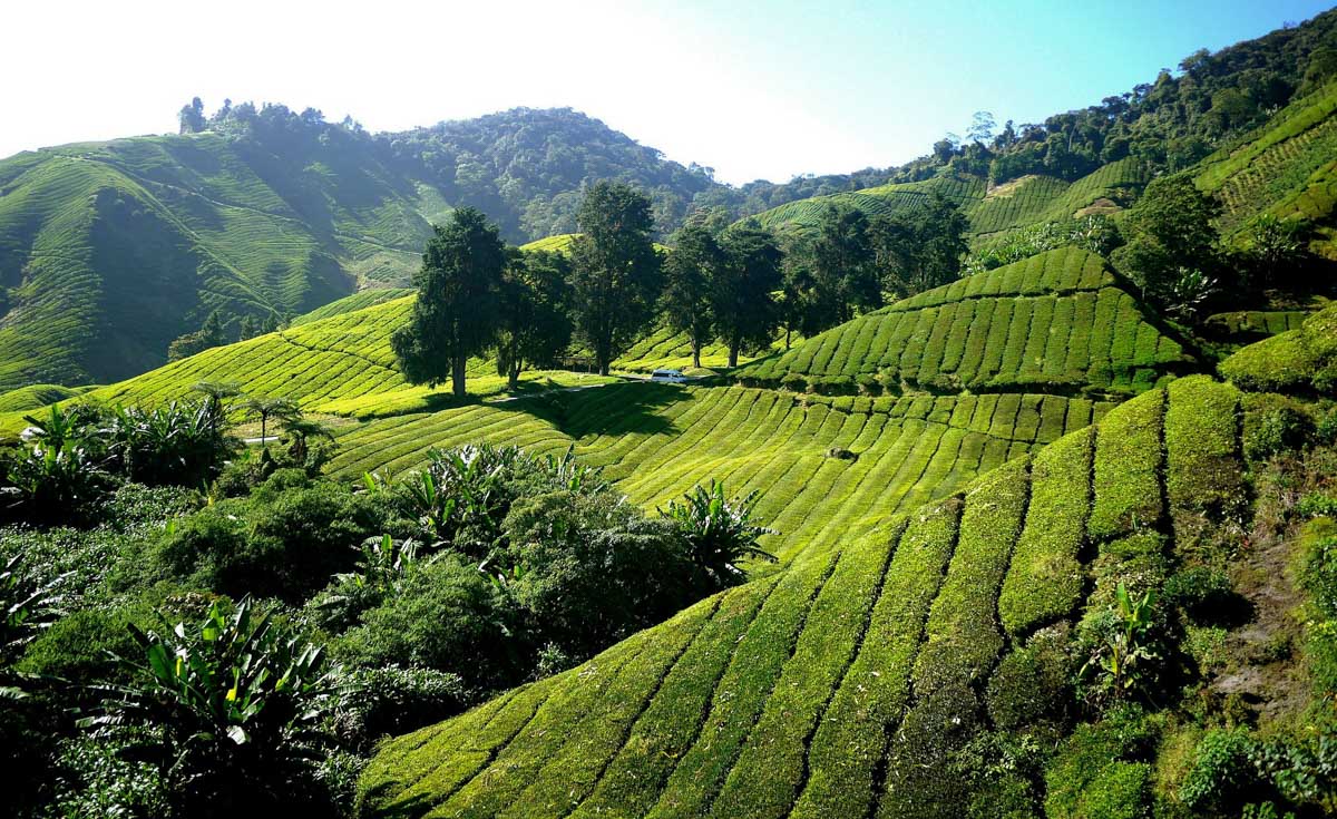 plantation the cameron highlands malaisie plantation the cameron highlands malaisie