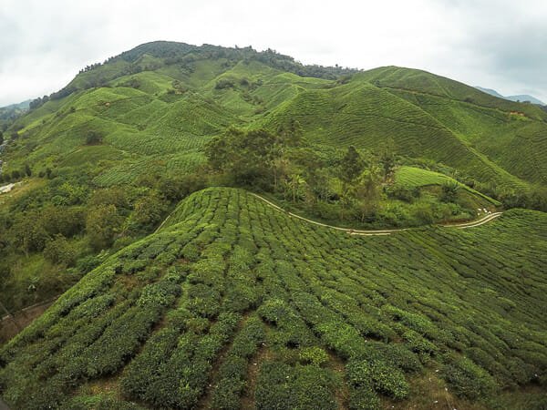 quand partir en malaisie Cameron Highlands quand partir en malaisie Cameron Highlands