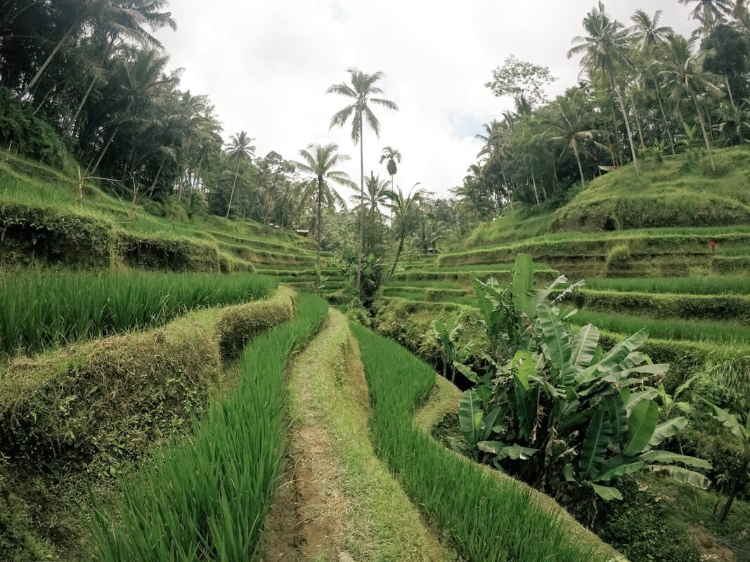 que faire a ubud bali que faire a ubud bali