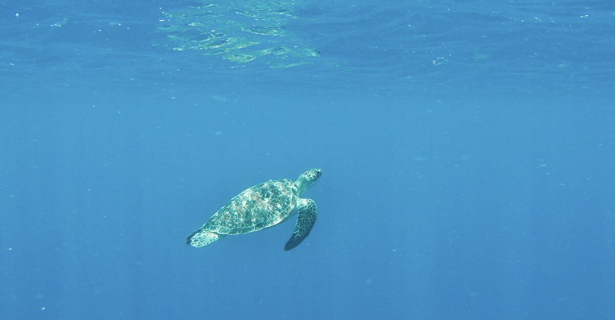 tortue gili air bali plongee tortue gili air bali plongee
