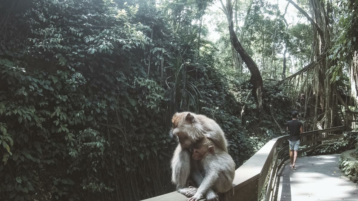 ubud bali monkey forest