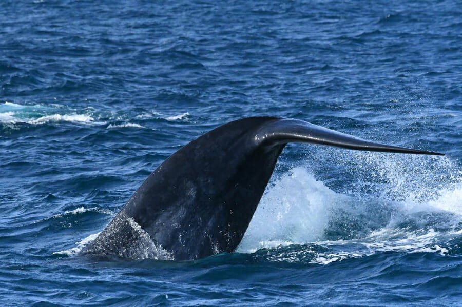 itineraire sri lanka baleine mirissa