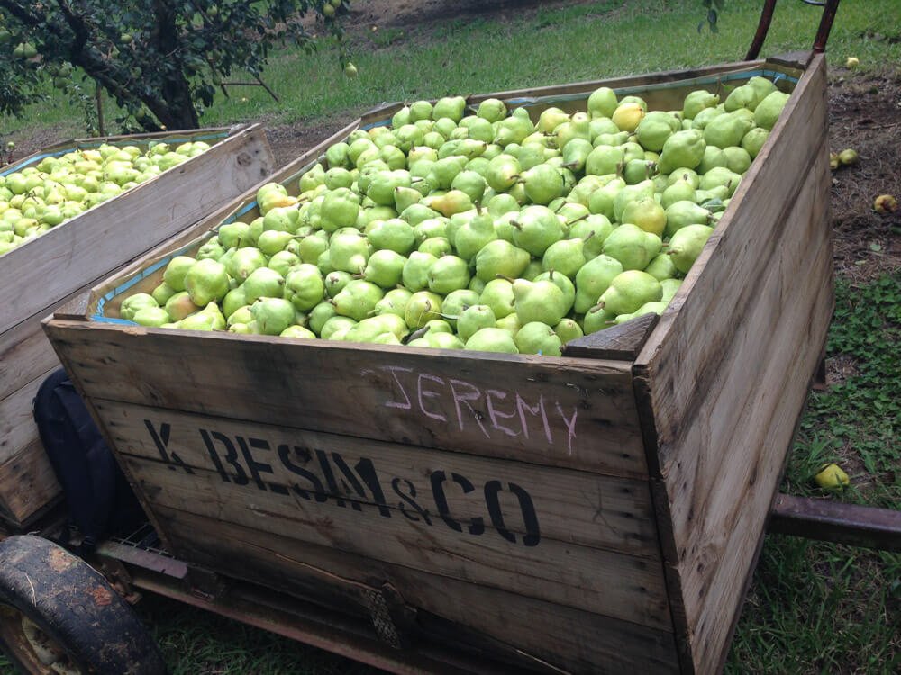 fruit picking australie