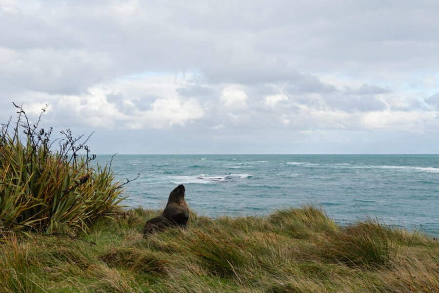 itineraire nouvelle zelande catlins