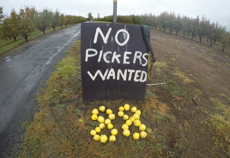 no pickers wanted australie no pickers wanted australie