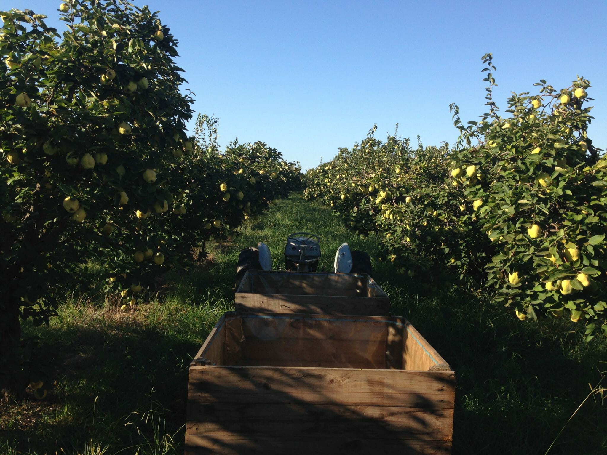 fruit picking coing tracteur fruit picking coing tracteur