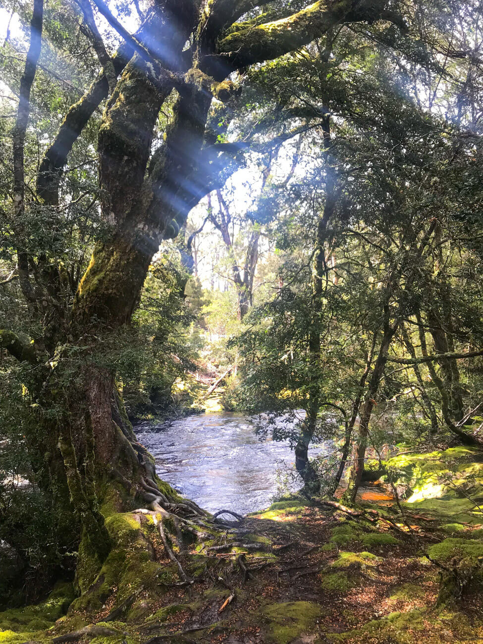 cradle mountain tasmanie parc national (1)