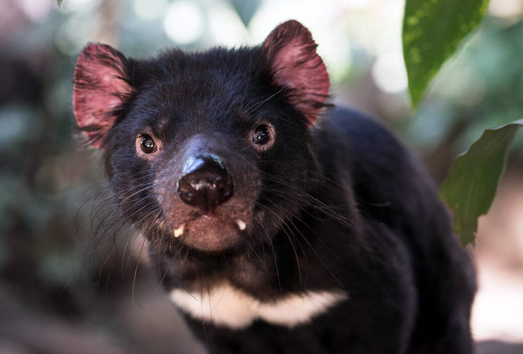 diable de tasmanie australie