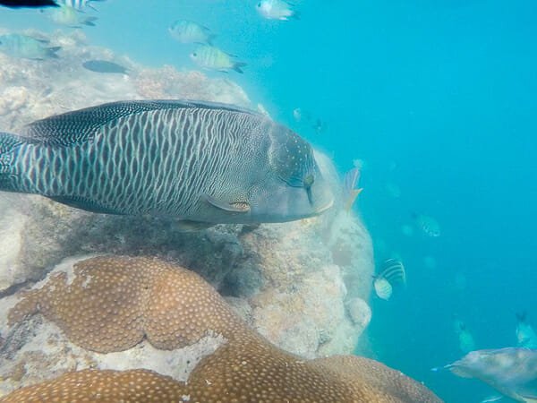 iles whitsundays snorkelling australie
