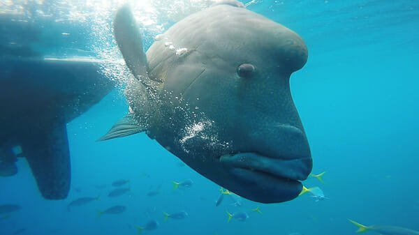 snorkelling iles whitsundays australie