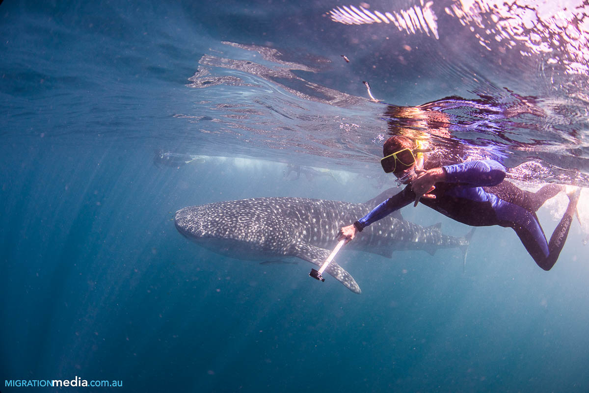 voyage australie plonger requin baleine