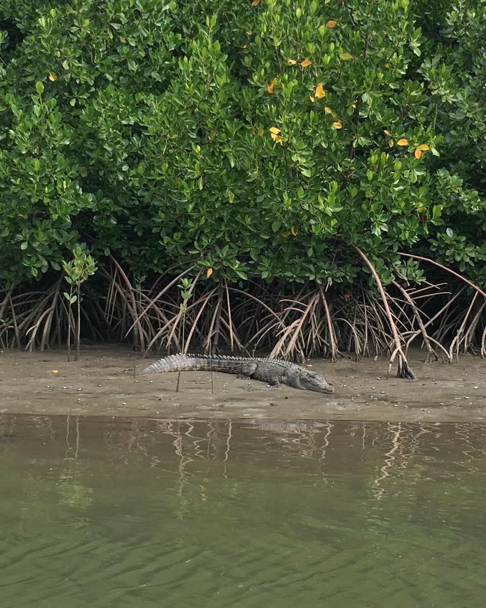 foret daintre nord cairns crocodile
