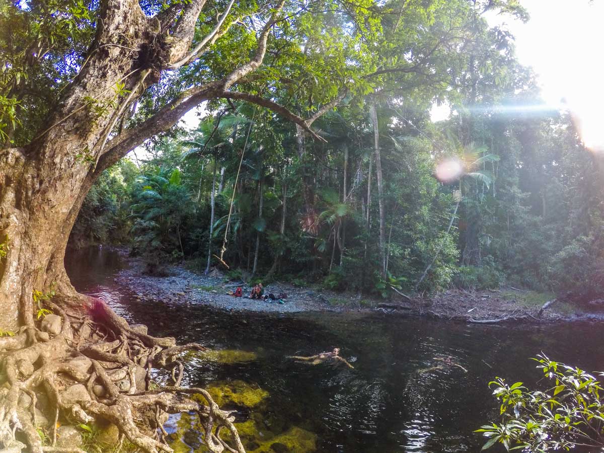 foret tropical de daintree nord cairns