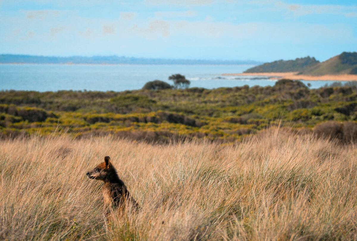 philips island melbourne victoria philips island melbourne victoria
