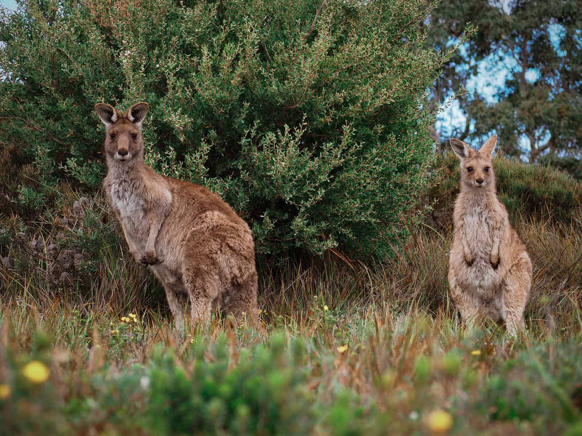kangourous a wilsons promontory victoria