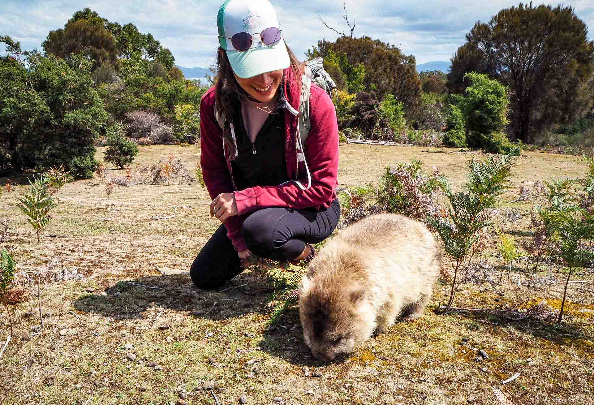 ou voir wombat wilsons promontory