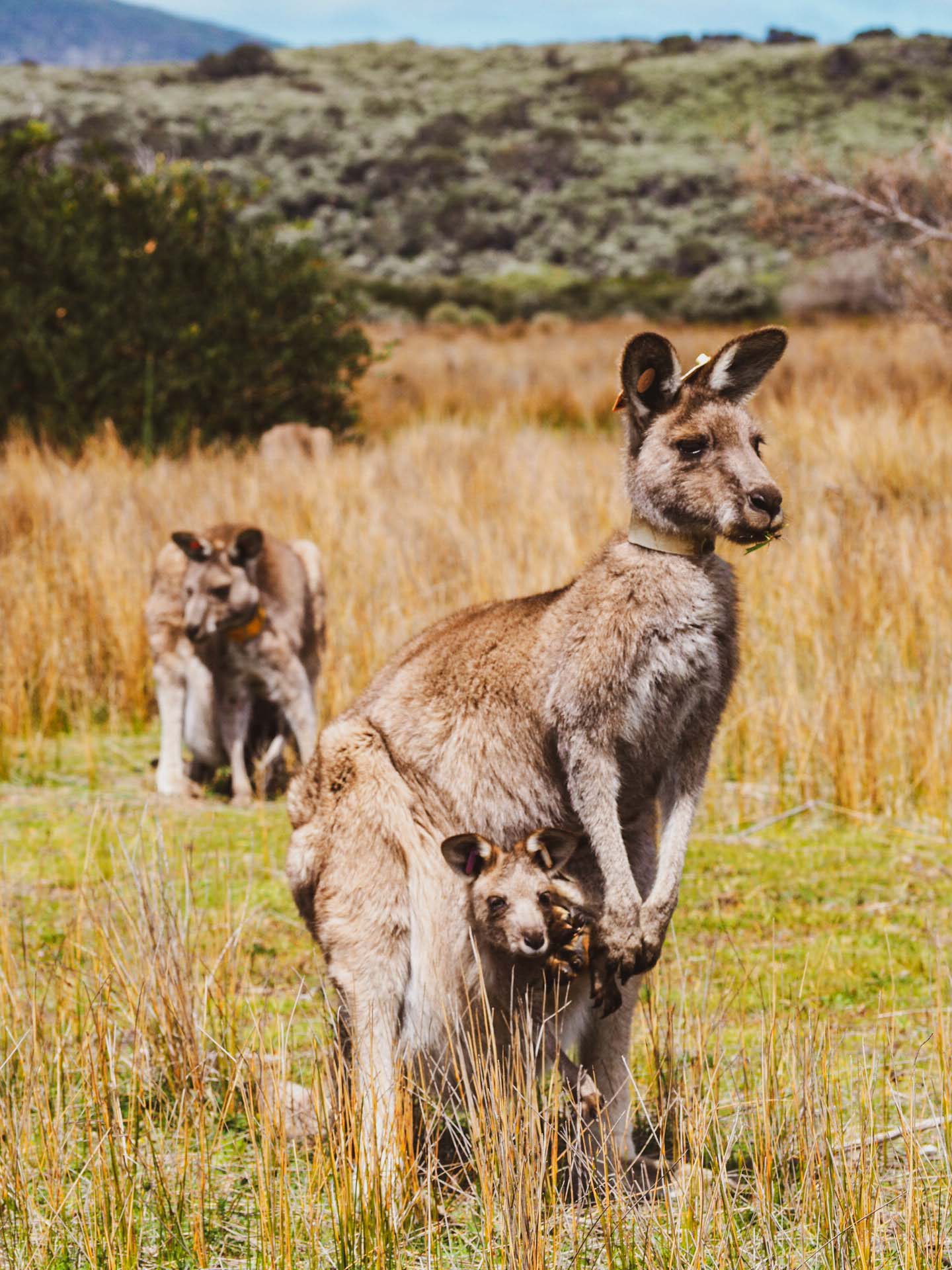 voir kangourous wilsons promontory australie