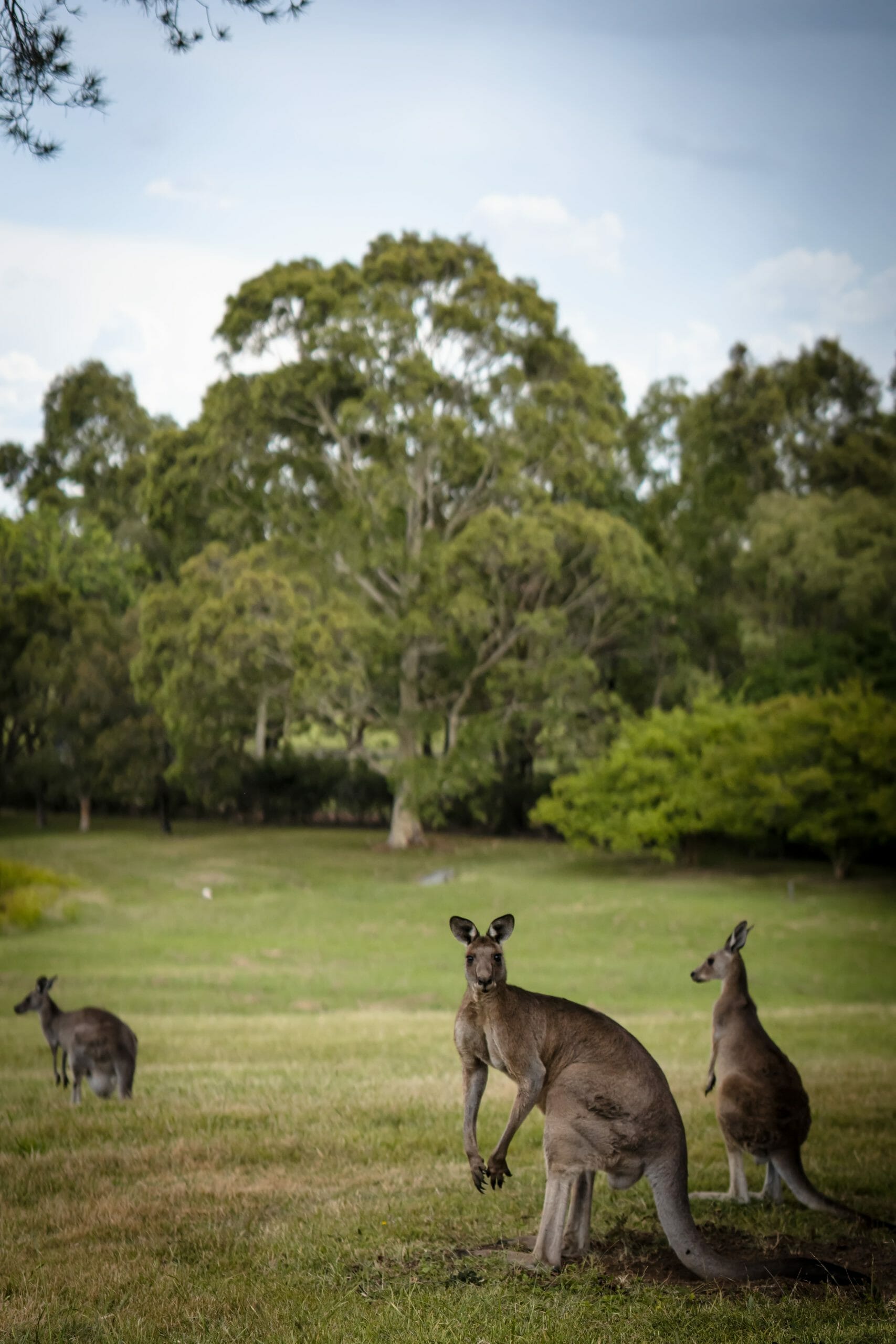 kangourou australie camping car location
