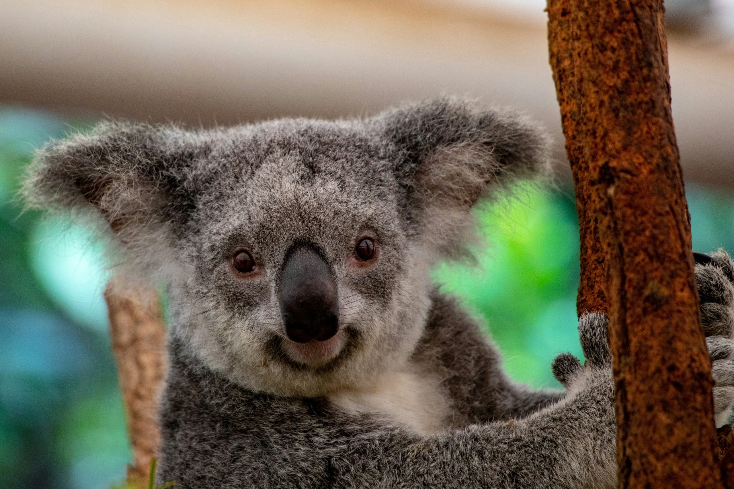 koala australie