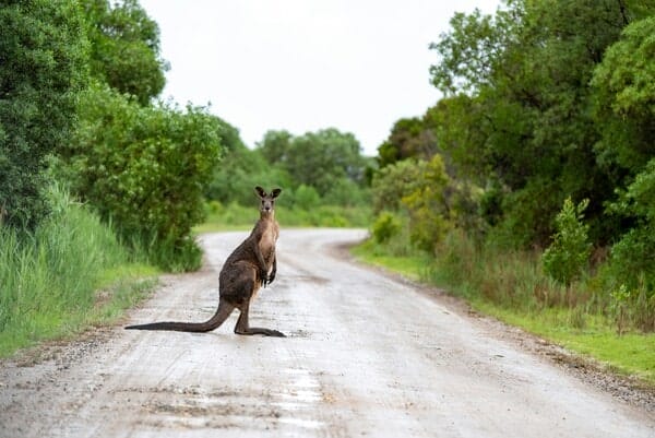 faunes danger voyage Australie