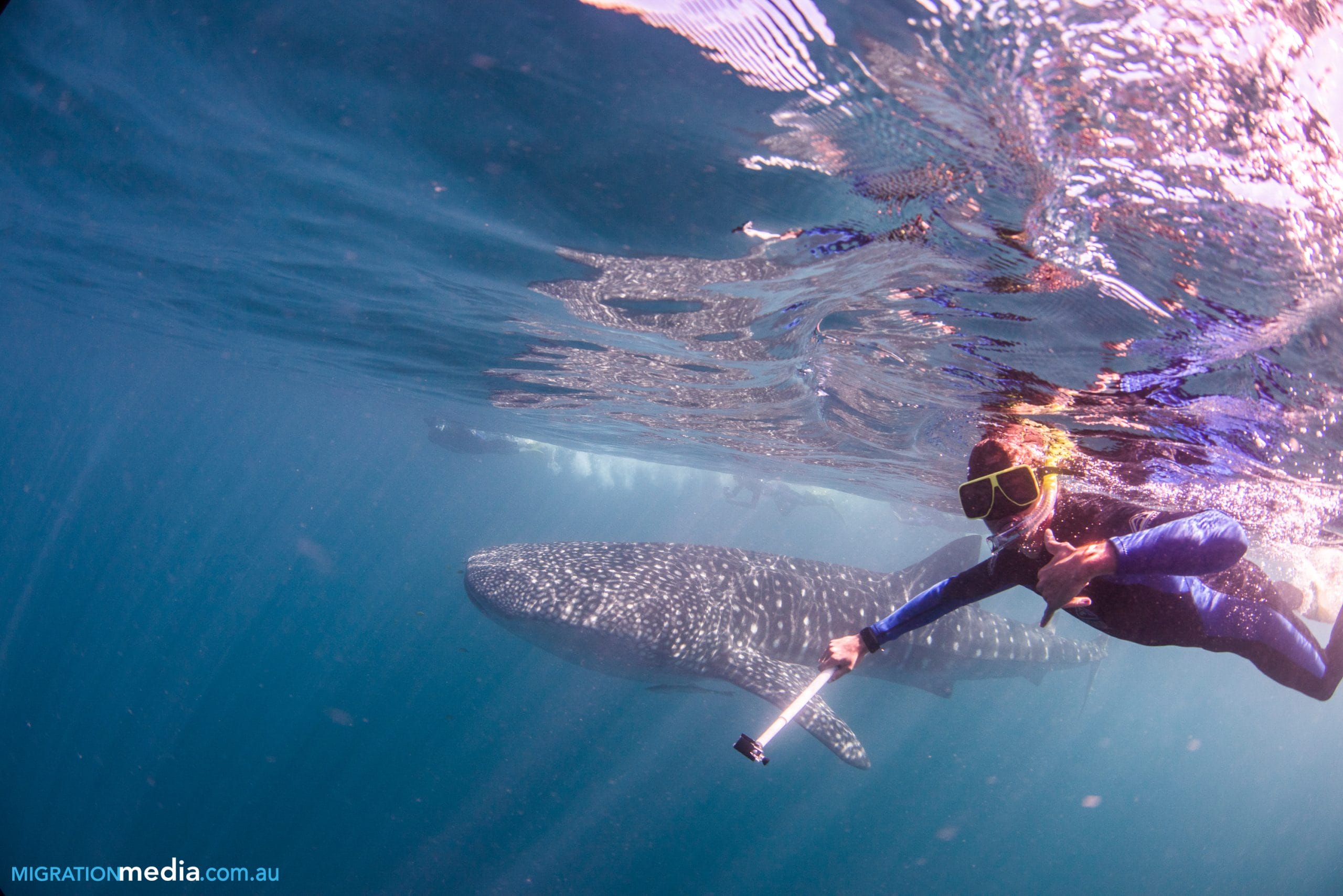 Nager requin australie assurance