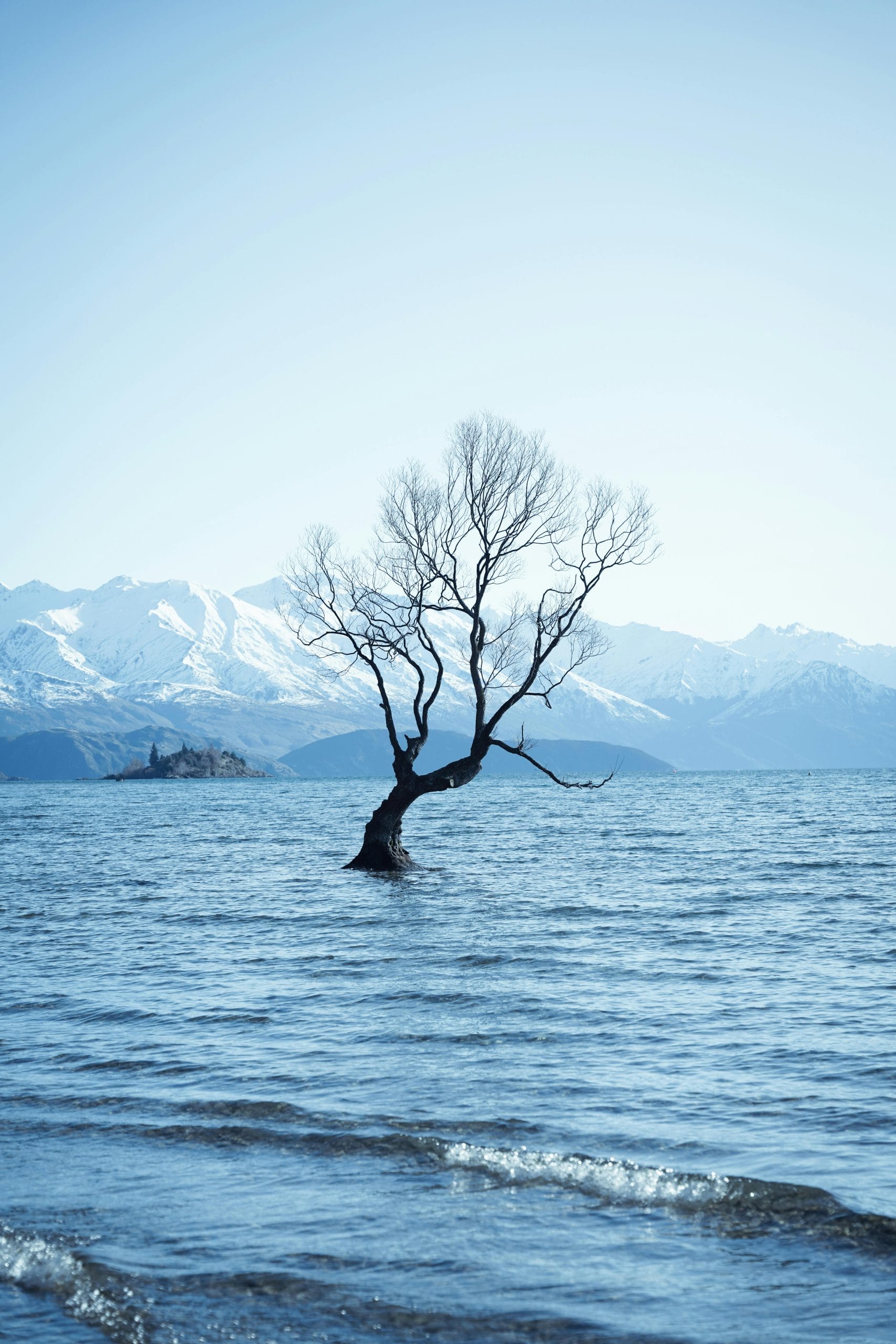 Wanaka tree incontournable