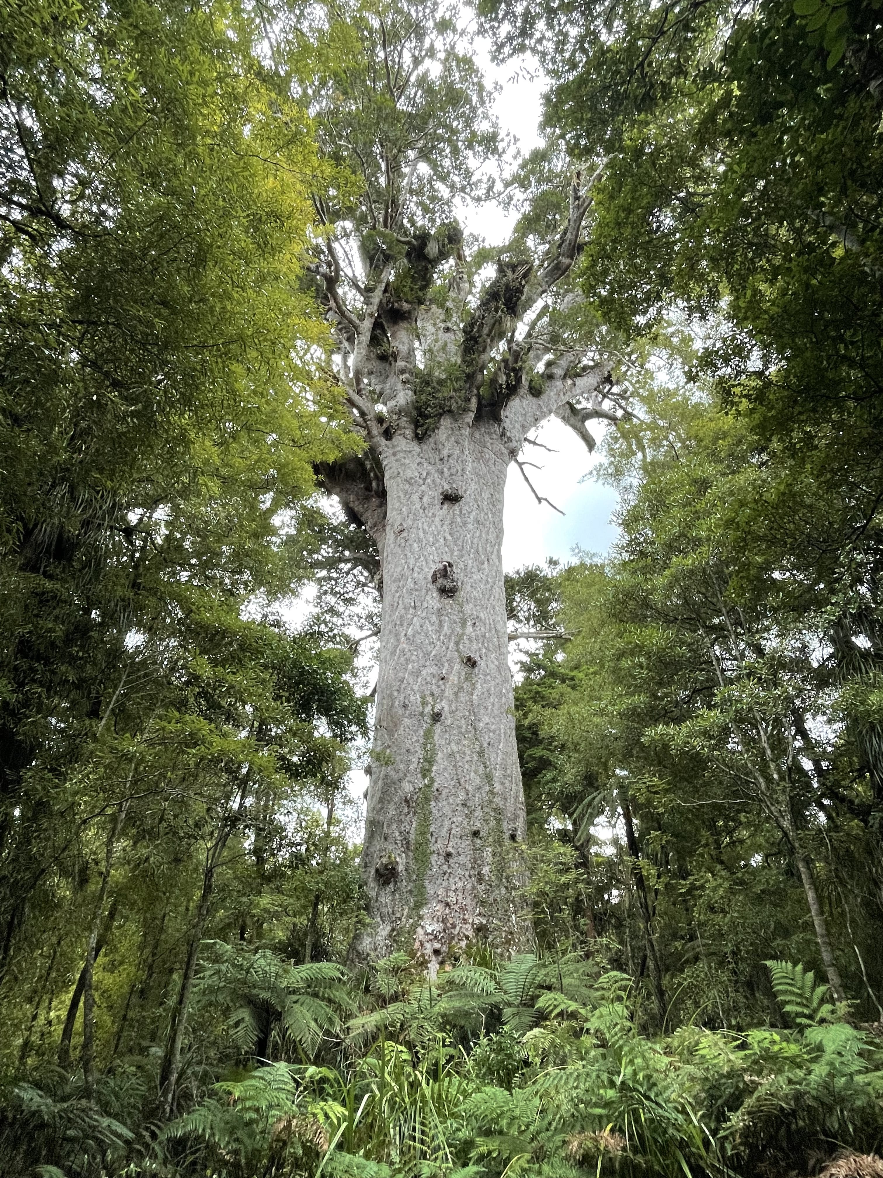 Kauri centenaire sur l'île du nord de la Nouvelle-Zélande