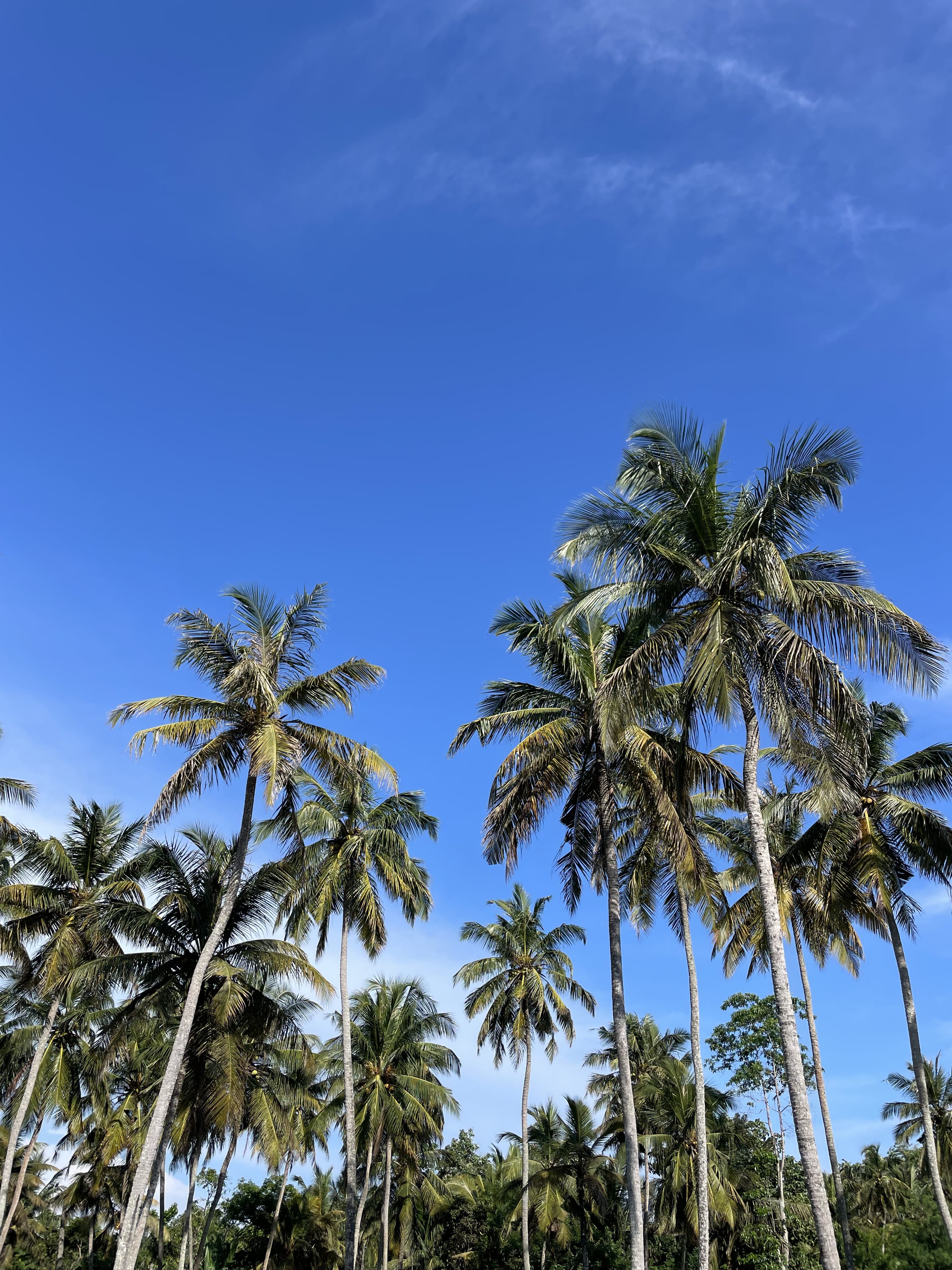 Visiter Sri Lanka - soleil le matin