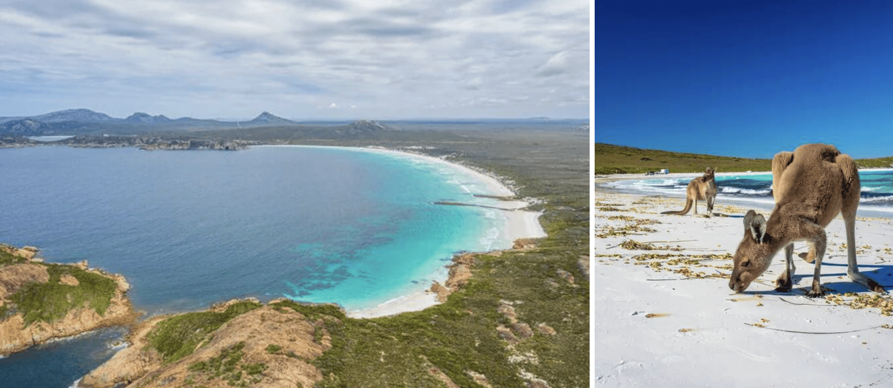 Lucky Bay kangourou australie esperance
